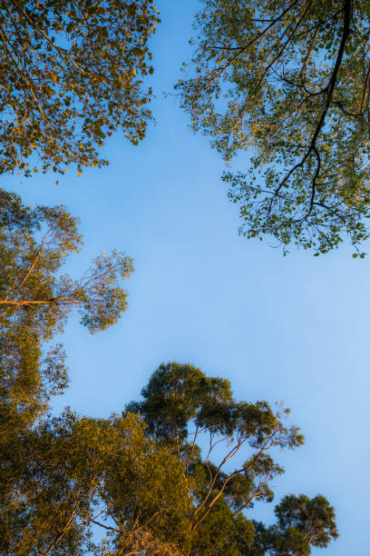 istock Eucalyptus and gum trees and sky in Australia 1208716660