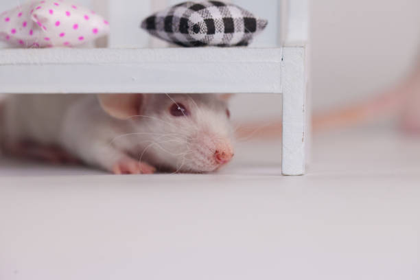 istock The rat is hiding under the bench. Little cute rats under the 1208717849