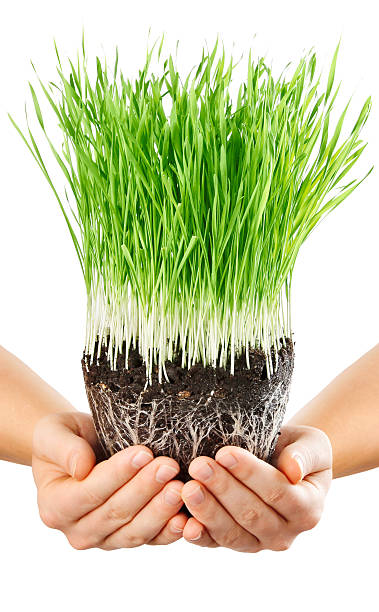 human hands holding green grass with ground