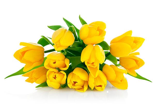 istock yellow tulip flowers bouquet 120872069