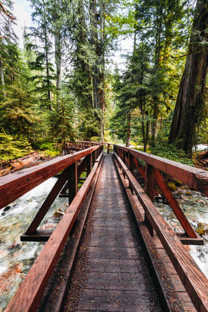 ponte suspensa na américa do norte - vancouver green forest ravine - fotografias e filmes do acervo