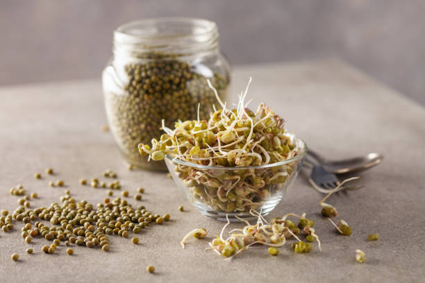 Sprouted mung beans  in bowl. Vegan and healthy food Sprouted mung beans  in bowl. Vegan and healthy food grain sprout stock pictures, royalty-free photos & images