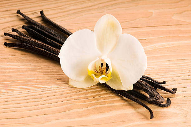 istock Vanilla pods and flower 120872327