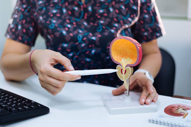 un urólogo explica el diagnóstico usando un ejemplo. - prostate exam fotografías e imágenes de stock