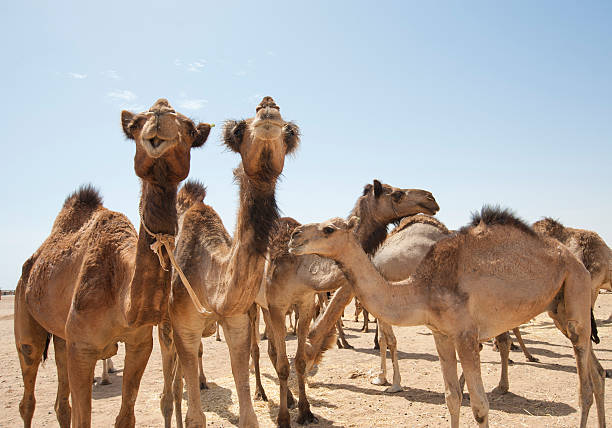 istock Dromedary camels at a market 120873084