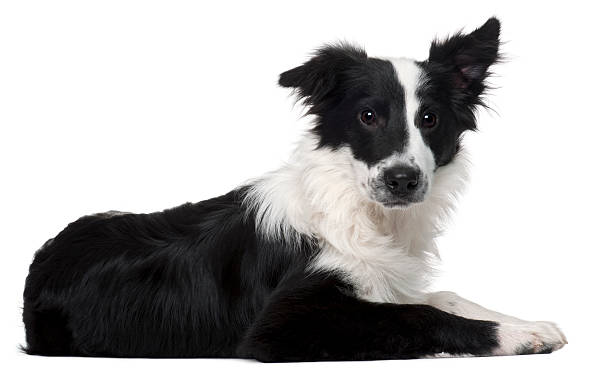 istock Border Collie, four months old, lying, white background. 120873102