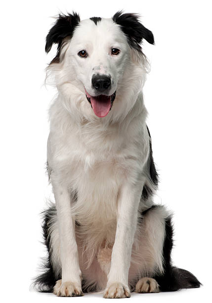 istock Border Collie, ten months old, sitting, white background. 120873132
