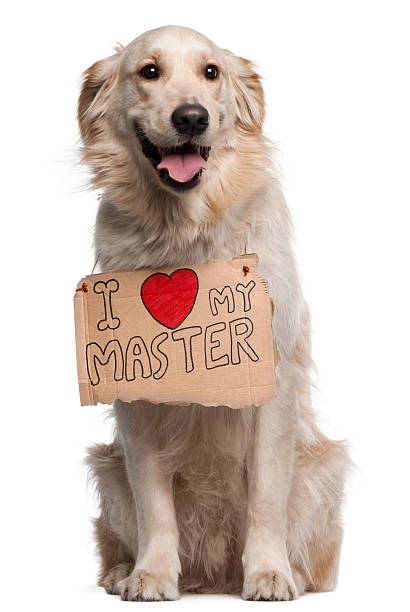 istock Golden Retriever, two years old, sitting, white background with sign. 120873145