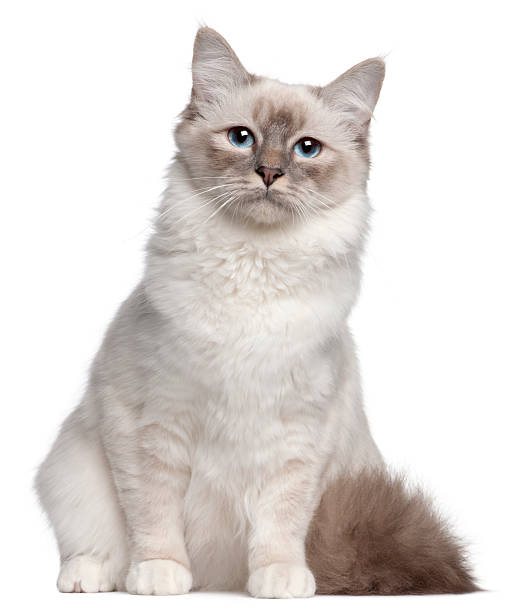 istock Birman cat, nine months old, sitting, white background. 120873149