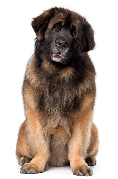 yellow Hybrid young dog(Tibetan mastiff With other dog hybrid) tummy to rest