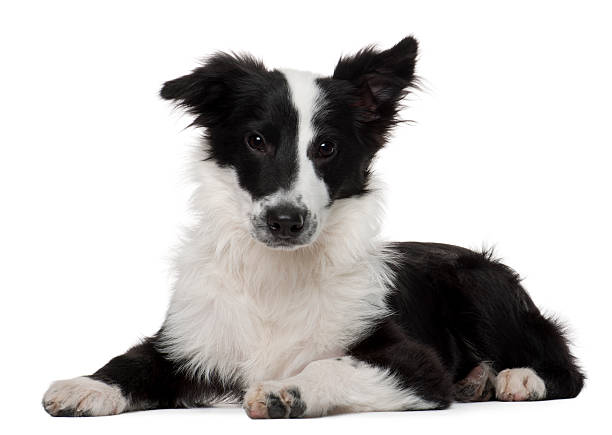 istock Border Collie, four months old, lying, white background. 120873159