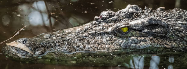 istock Large crocodile in a tropical river 1208733307