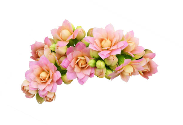 Pink calanchoe flowers and buds Pink calanchoe flowers and buds isolated on white calanchoe stock pictures, royalty-free photos & images