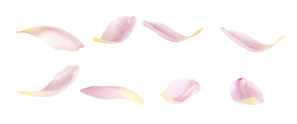 istock Set of pink tulip petals 1208733392
