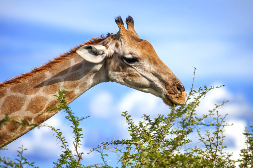 Giraffe eating an acacia over blue sky