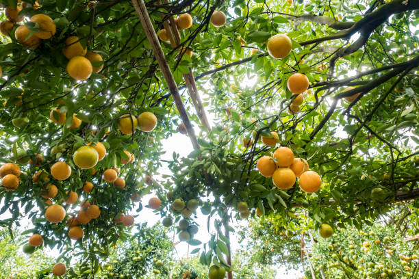 istock Orange farm ready to harvest 1208733481