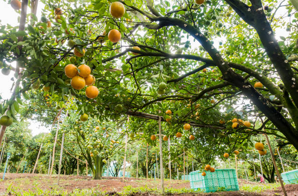 istock Orange farm ready to harvest 1208733649