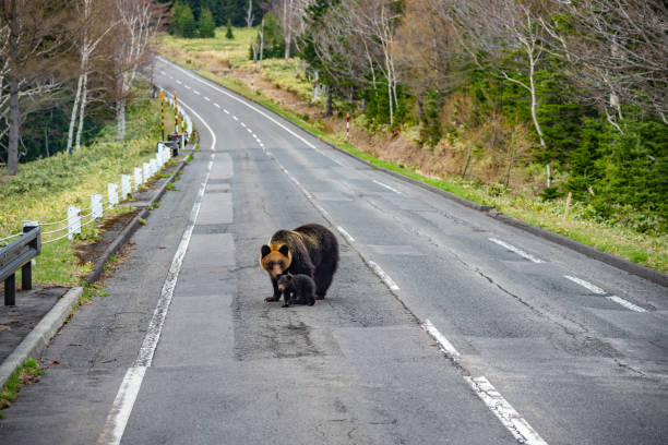 istock Mother Brown bear with baby bear 1208735006