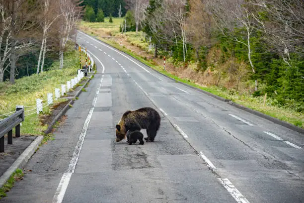 Photo of Mother Brown bear with baby bear