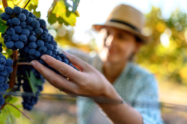 istock Woman harvesting the grapes 1208736353