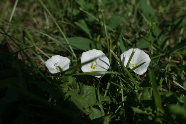 istock White flowers of Convolvulus arvensis, hedge bindweed 1208736443