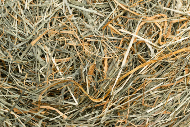 istock Hay Texture Straw Background Fodder Green Dry Grass in Haystack 1208736460