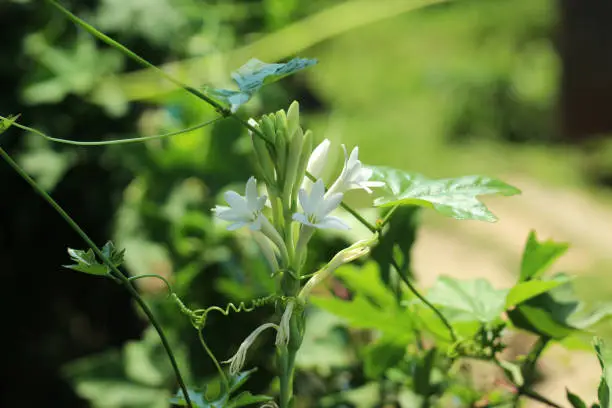 Photo of Rajnigandha tuberose flower in the garden beautiful nature