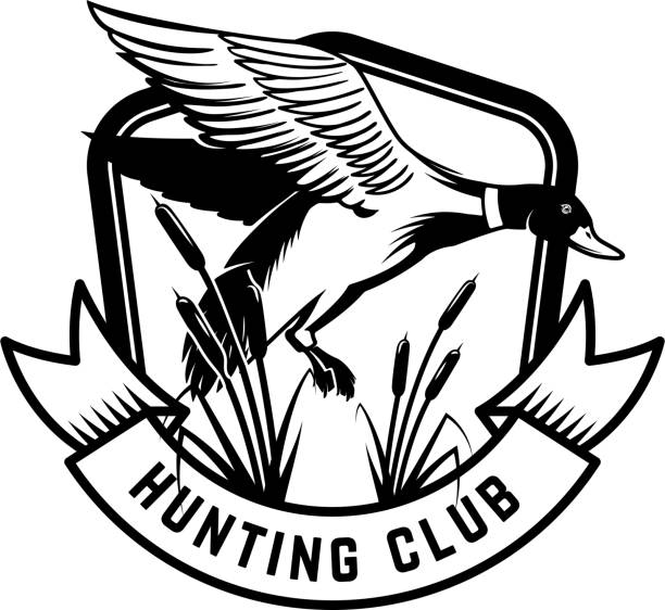 Hunting club. Emblem template with wild duck. Design element for poster, card, banner, flyer. Vector illustration Hunting club. Emblem template with wild duck. Design element for poster, card, banner, flyer. Vector illustration drake male duck illustrations stock illustrations