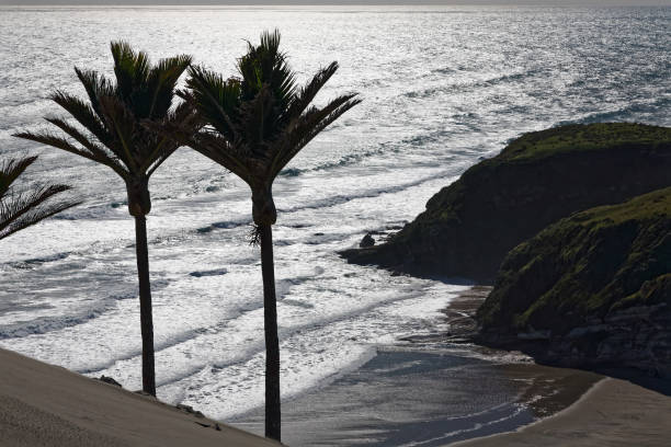 istock Nikau palm trees overlooking the ocean 1208741317