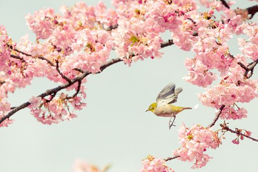 japan spring cute bird cherry blossom