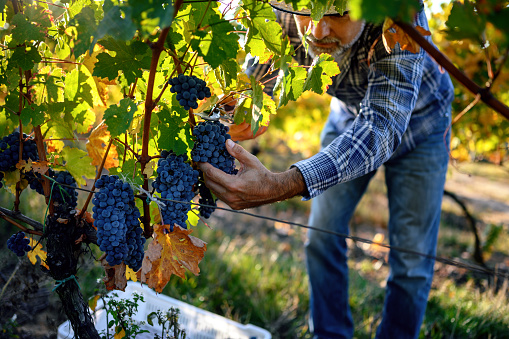 Wine Harvest Worker Cutting Red Grapes from Vines