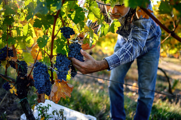 Winemaker harvesting grapes stock photo