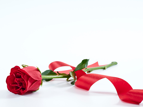 Red rose with red ribbon isolated on white background. Love symbol. Valentine's day present.