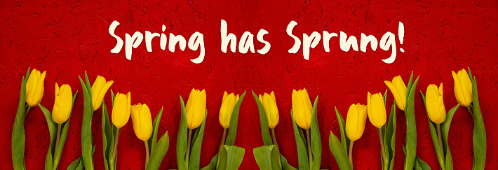 Red Wooden Background With English Text Spring Has Sprung. Banner Of Yellow Tulip Flowers In Spring Season