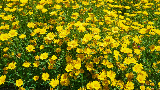 A big patch of bright yellow daisies