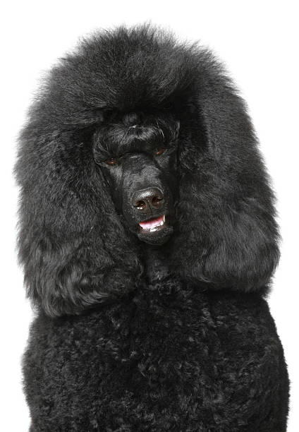 istock Black Royal poodle portrait 120874748