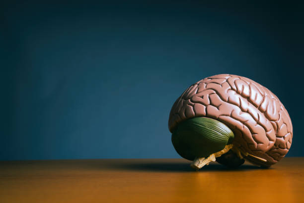 인간의 뇌의 해부학 모델 - dissection 뉴스 사진 이미지