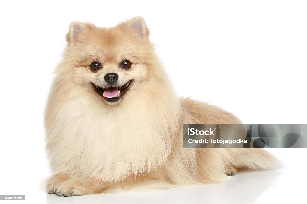 Lulu da Pomerânia Spitz cachorrinho em um fundo branco - Foto de stock de Alegria royalty-free