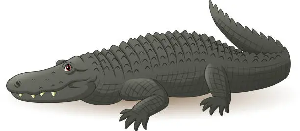 Vector illustration of Cartoon grey alligator isolated on white background