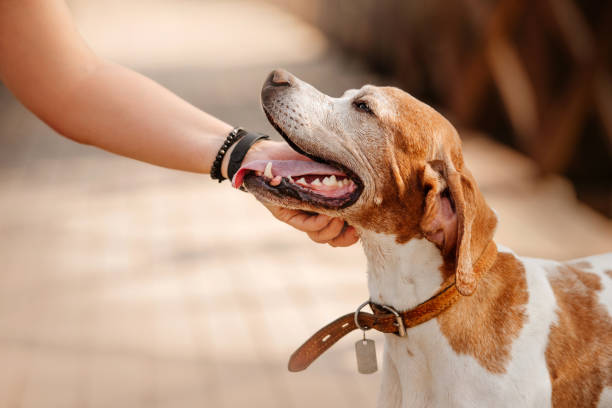 felice ritratto cane puntatore senior all'aperto in estate - dog animal pets profile foto e immagini stock