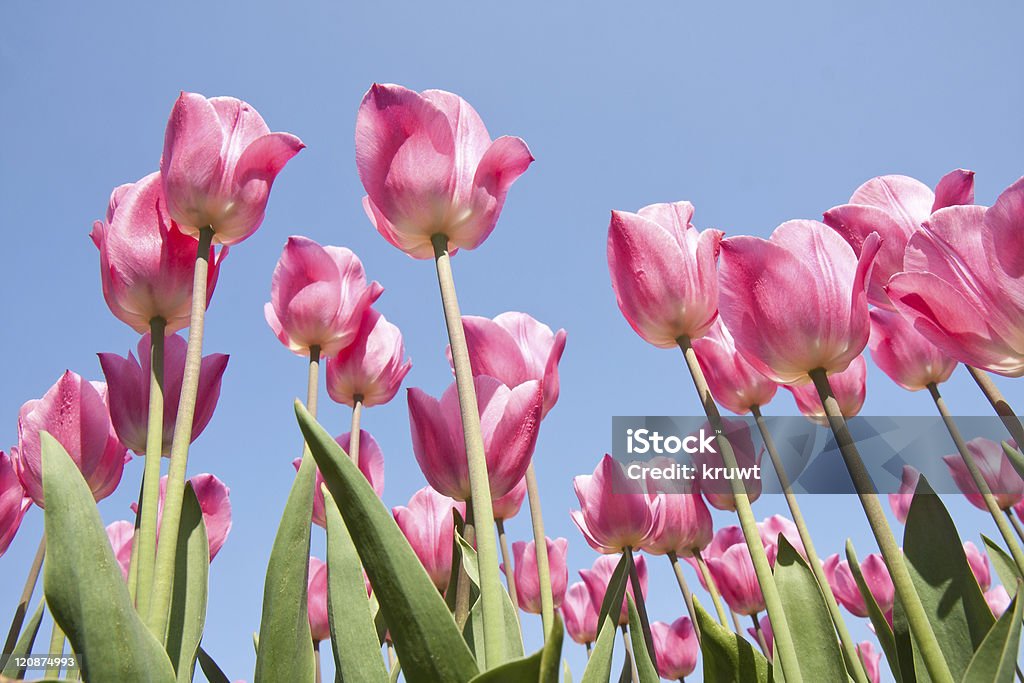 Schöne Lila Tulpen mit Blick auf den Himmel - Lizenzfrei April Stock-Foto