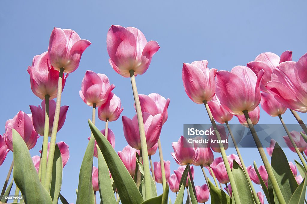 Piękne fioletowe Tulipany Patrzeć do góry - Zbiór zdjęć royalty-free (Bez ludzi)