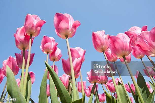 Piękne Fioletowe Tulipany Patrzeć Do Góry - zdjęcia stockowe i więcej obrazów Bez ludzi - Bez ludzi, Cebulka, Duża grupa obiektów