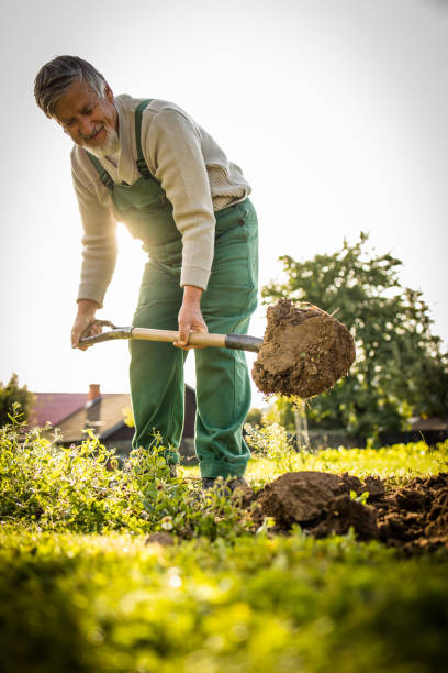 istock Senior gardener gardening in his permaculture garden - using a spade 1208749976