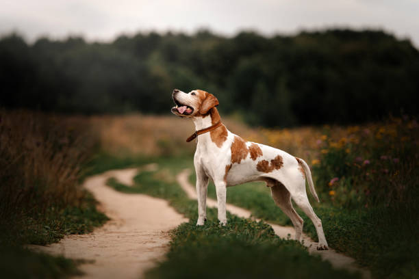old pointer dog in a collar standing on a field in summer
