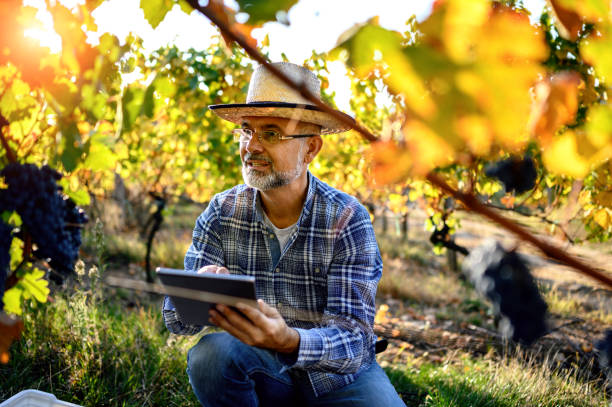 homme mûr utilisant la tablette numérique dans le vignoble - winemaking grape harvesting crop photos et images de collection