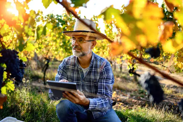 Man using digital tablet in vineyard