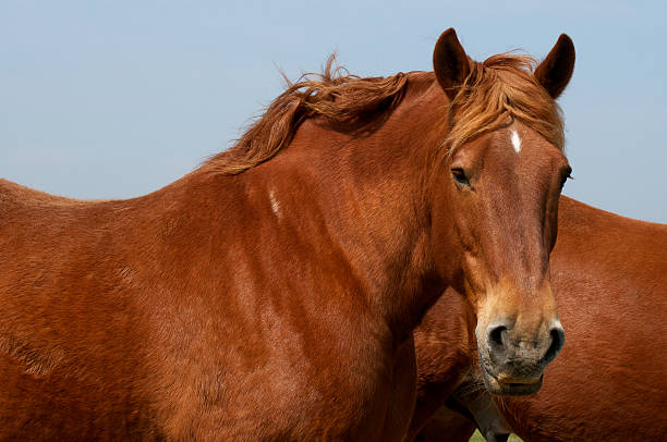 Portrait of a horse.