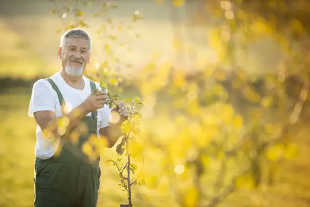 Photo of Senior gardener gardening in his permaculture garden