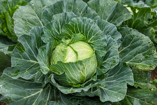 Savoy cabbage with crinkled leaves growing in field